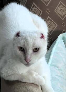 Adira -  Domestic Short Hair Cat for Adoption in Hamilton, Ontario - Adira | PetCurious