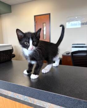 Flounder -  Domestic Medium Hair Cat for Adoption in Indianapolis, Indiana - Flounder | PetCurious