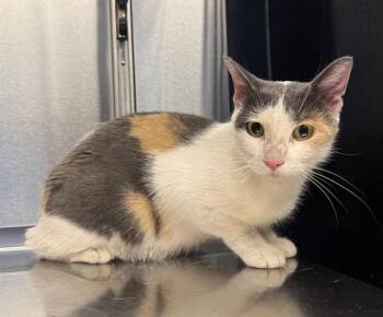 MUÑECA -  Domestic Short Hair Cat for Adoption in Minneapolis, Minnesota - MUÑECA | PetCurious