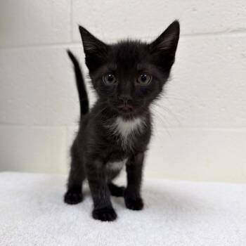Boo Berry -  Domestic Short Hair Cat for Adoption in Lyndhurst, Virginia - Boo Berry | PetCurious