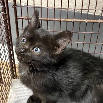 Lucifer -  Domestic Short Hair Cat for Adoption in Yuma, Arizona - Lucifer | PetCurious