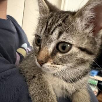 Daiquri -  Domestic Short Hair Cat for Adoption in Silver Spring, Maryland - Daiquri | PetCurious