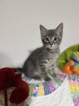 Charismatic -  Domestic Short Hair Cat for Adoption in Georgetown, Kentucky - Charismatic | PetCurious
