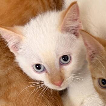 Buzz -  Domestic Short Hair Cat for Adoption in Evansville, Indiana - Buzz | PetCurious