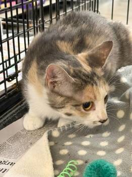 Alexandra -  Domestic Short Hair Cat for Adoption in Camp Hill, Pennsylvania - Alexandra | PetCurious