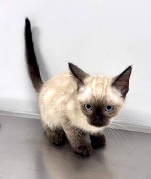 Sammy at PetSmart in Athens, GA -  Domestic Short Hair Cat for Adoption in Watkinsville, Georgia - Sammy At PetSmart In Athens, GA | PetCurious