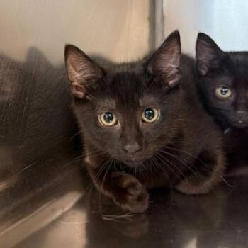 Domestic Short Hair Cats Available for Adoption in Elyria, Ohio - Almond | PetCurious