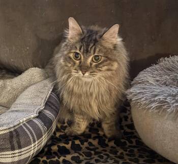 Rescue Domestic Long Hair Cats for Adoption in Fairfax, Virginia - Shakira (Tabby) | PetCurious