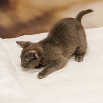 Ritzy -  Domestic Short Hair Cat for Adoption in St. Cloud, Florida - Ritzy | PetCurious