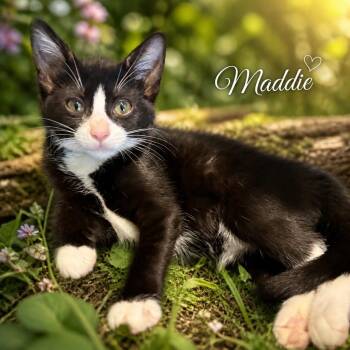 Maddie -  Domestic Short Hair Cat Available for Adoption in The Woodlands, Texas - Maddie | PetCurious