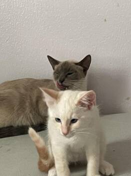 Riley & Aspen -  Domestic Short Hair and Siamese Cat for Adoption in Rochester, Washington - Riley & Aspen | PetCurious