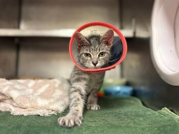 BELLATRIX -  Domestic Short Hair Cat for Adoption in Fort Wayne, Indiana - BELLATRIX | PetCurious