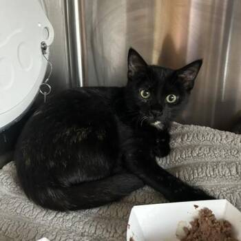 Apple -  Domestic Short Hair Cat for Adoption in Knoxville, Tennessee - Apple | PetCurious