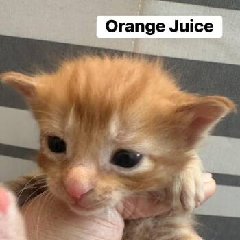 Orange Juice 53832 -  Domestic Short Hair Cat for Adoption in Las Vegas, Nevada - Orange Juice 53832 | PetCurious