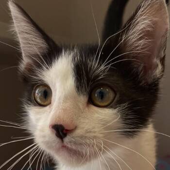 Goya -  Domestic Short Hair Cat for Adoption in Redwood City, California - Goya | PetCurious