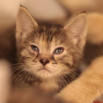 Maggie fka Montana -  Domestic Short Hair Cat for Adoption in Philadelphia, Pennsylvania - Maggie Fka Montana | PetCurious