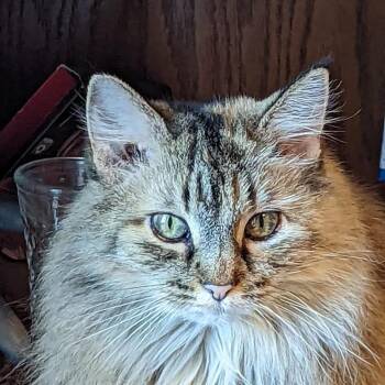 Domestic Long Hair Cats Available for Adoption - Autum | PetCurious