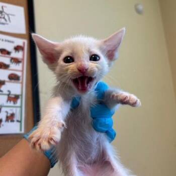 Domestic Short Hair Cats Available for Adoption in Pasadena, California - Bentley | PetCurious