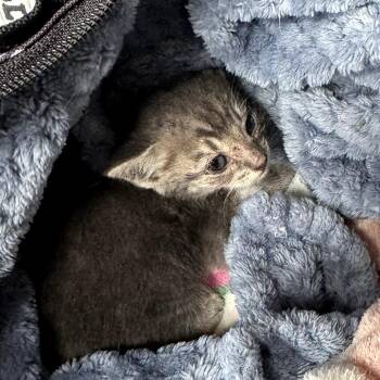 Mouse -  Domestic Short Hair Cat for Adoption in Nowata, Oklahoma - Mouse | PetCurious