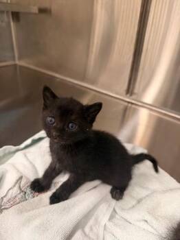 Toothless -  Domestic Short Hair Cat Available for Adoption in Daphne, Alabama - Toothless | PetCurious