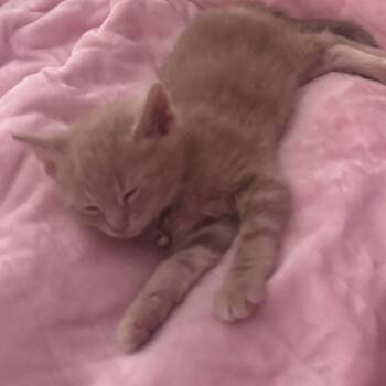 Calamari -  Domestic Short Hair Cat for Adoption in Cumming, Georgia - Calamari | PetCurious