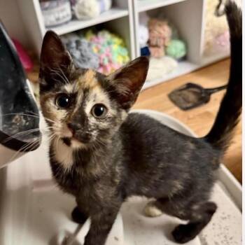 Dalchini -  Domestic Short Hair Cat for Adoption in Newport, Tennessee - Dalchini | PetCurious