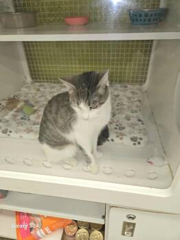 Rescue Domestic Short Hair Cats for Adoption in East Orange, New Jersey - Arabella | PetCurious