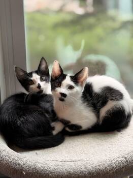 Bart & Lisa - Bonded Siblings That Bring The Joy -  American Shorthair Cat for Adoption - Bart & Lisa - Bonded Siblings That Bring The Joy | PetCurious