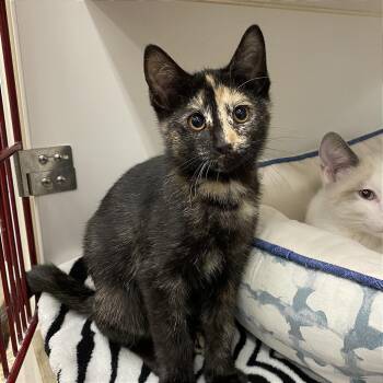 Pepper -  Domestic Short Hair Cat for Adoption in Cheyenne, Wyoming - Pepper | PetCurious