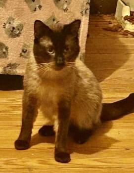 Echo -  Siamese Cat Available for Adoption in Franklin, West Virginia - Echo | PetCurious