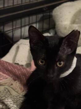 *ELISE -  Domestic Short Hair Cat for Adoption in Woodland, California - *ELISE | PetCurious