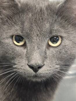 Domestic Short Hair and Russian Blue Cats Available for Adoption in Ellicott City, Maryland - Mr. McFeely | PetCurious