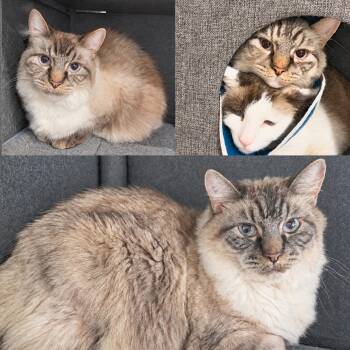 Smudge -  Manx and Siamese Cat for Adoption in Burnaby, British Columbia - Smudge | PetCurious