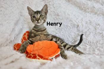 Abyssinian Cats Available for Adoption in St. Augustine, Florida - Henry | PetCurious
