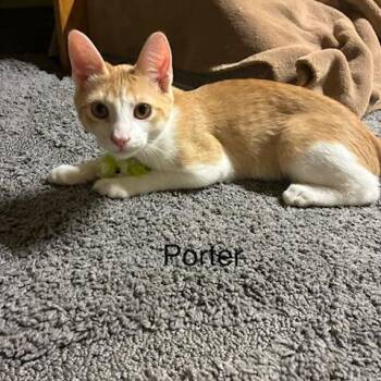 Porter -  Domestic Short Hair Cat for Adoption in Lakewood, Colorado - Porter | PetCurious