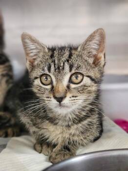 Azira -  Domestic Short Hair Cat for Adoption in Pomona, New York - Azira | PetCurious