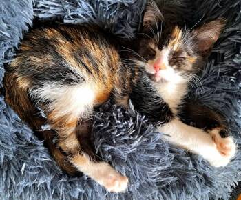 Domestic Short Hair and Calico Cats Available for Adoption in Lansing, Michigan - Missy (26-057 C) | PetCurious