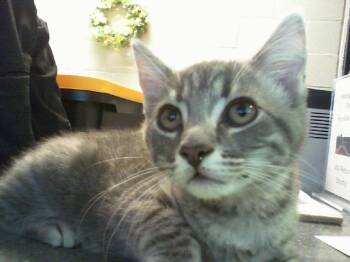 A1266215 -  Domestic Short Hair Cat for Adoption in Charlotte, North Carolina - A1266215 | PetCurious