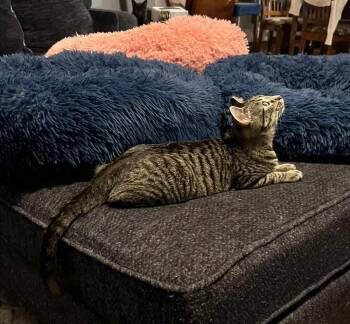Badger -  Domestic Short Hair Cat for Adoption in Emporia, Kansas - Badger | PetCurious