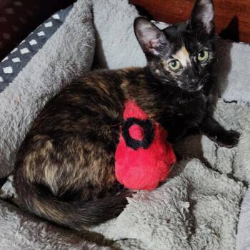 Rescue Domestic Short Hair Cats for Adoption in Silverton, Oregon - Ophelia (w Orlando) | PetCurious