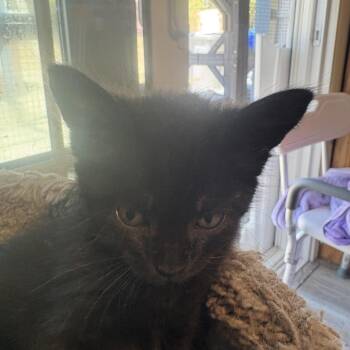 Chari (light Pink) -  Domestic Short Hair Cat for Adoption in Elfin Forest, California - Chari (light Pink) | PetCurious