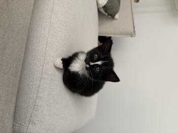 Domestic Short Hair Cats Available for Adoption in San Diego, California - Penguin | PetCurious