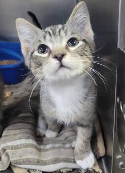 Domestic Short Hair Cats Available for Adoption in Cuyahoga Falls, Ohio - Kitten Fieri | PetCurious