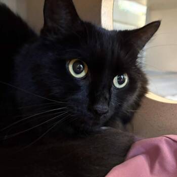 Beau -  Domestic Medium Hair Cat for Adoption in Gloucester, Virginia - Beau | PetCurious