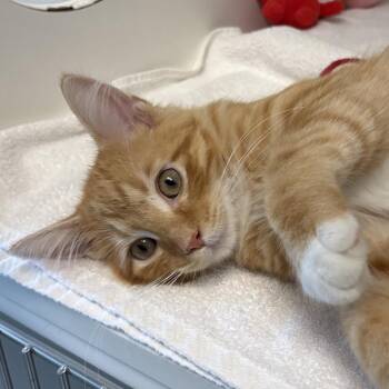 Lexington -  Domestic Short Hair Cat for Adoption in Naperville, Illinois - Lexington | PetCurious