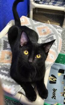 Aries -  Domestic Short Hair Cat for Adoption in Dunkirk, New York - Aries | PetCurious