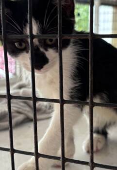 Oreo -  Domestic Short Hair Cat for Adoption in Parma, Ohio - Oreo | PetCurious