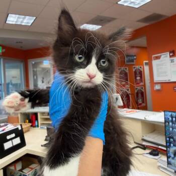 Digger -  Domestic Medium Hair Cat for Adoption in Westminster, California - Digger | PetCurious