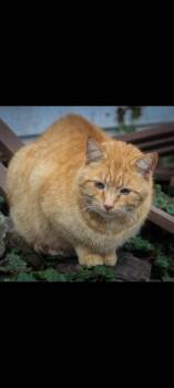 Boswell -  Domestic Short Hair Cat for Adoption in Cromwell, Kentucky - Boswell | PetCurious