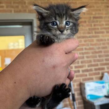 Bissa -  Domestic Medium Hair Cat for Adoption in Birmingham, Alabama - Bissa | PetCurious